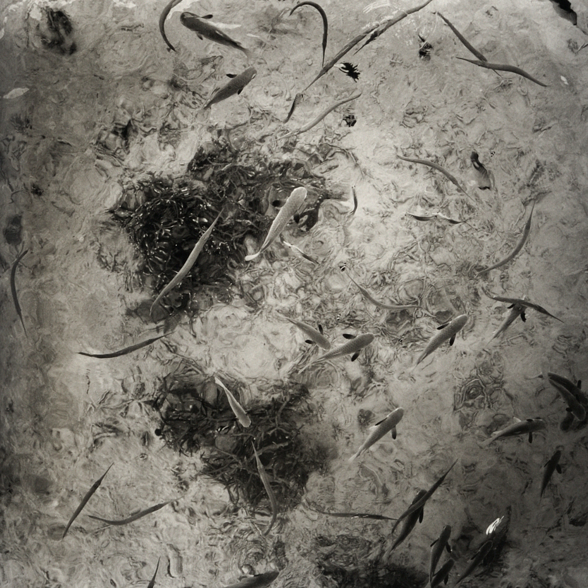 川田喜久治 Kikuji Kawada